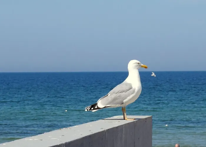 In Nowe Mit Garten By Interhome Lägenhet *